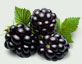 Blackberries