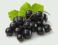 Blackcurrants